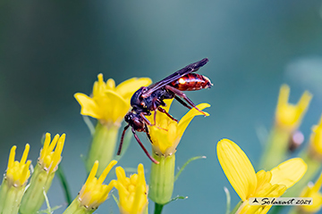 Nomada ruficornis