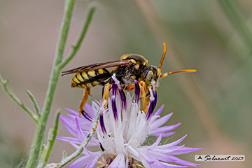 Nomada succincta