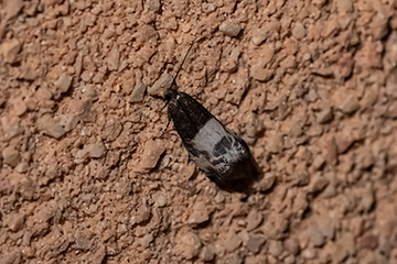Notocelia cynosbatella