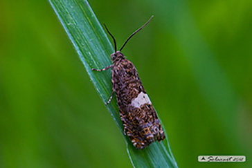 Tortricoidea