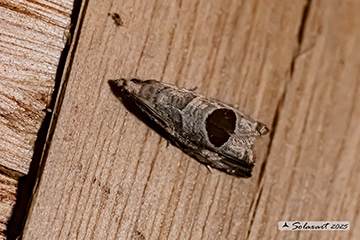 Notocelia uddmanniana