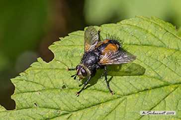 Nowickia