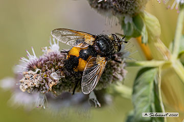 Nowickia ferox