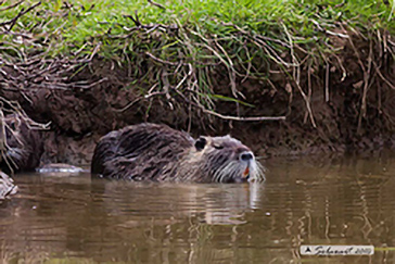 Myocastor coypus - Nutria 