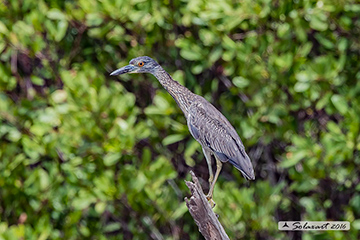 Nitticora (Nycticorax nycticorax hoactli)