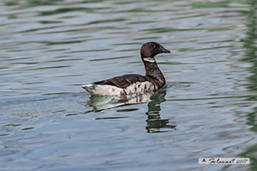 Brant or Brent goose, Oca colombaccio, Branta bernicla