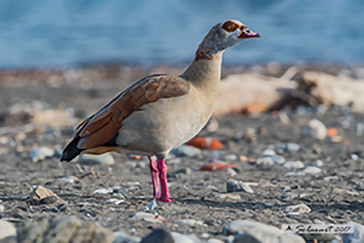 Egyptian Goose, Oca egiziana, Alopochen aegyptiaca