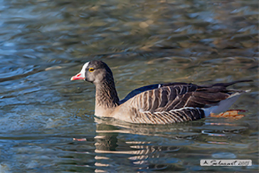 Anser erythropus, Oca lombardella minore, Lesser white-fronted goose