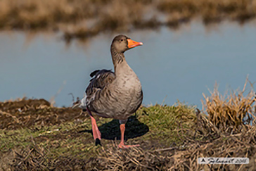 Greylag goose, Oca selvatica