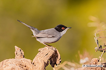 Sylvia melanocephala - Occhiocotto - Sardinian warbler