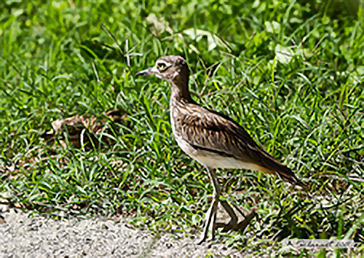 Occhione comune (Burhinus oedicnemus)