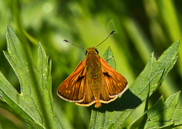 Ochlodes venatus
