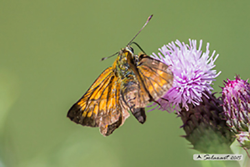 Ochlodes silvanus