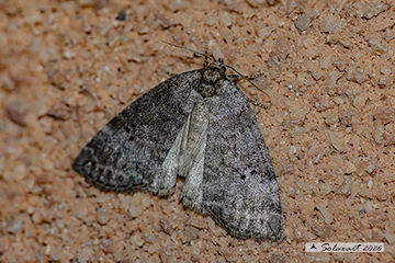 Ochropacha duplaris - Common Lutestring