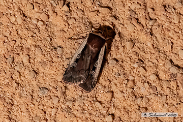 Ochropleura plecta