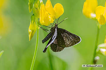Odezia atrata (maschio); Chimney sweeper(male)