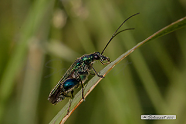 Oedemera nobilis