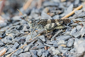 Oedipoda caerulescens