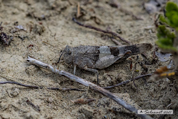 Oedipoda germanica