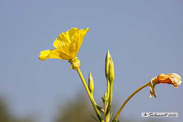 Oenothera biennis