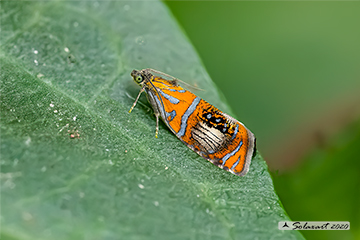 Olethreutes arcuella