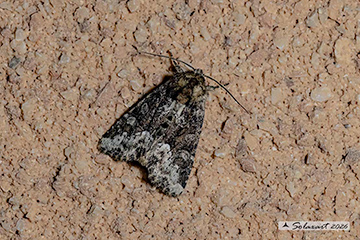 Oligia strigilis/