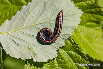 Ommatoiulus sabulosus