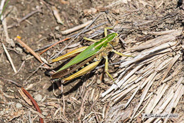 Omocestus viridulus
