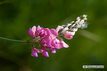 Onobrychis viciifolia - Lupinella comune o Fieno santo
