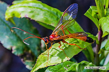 Hymenoptera - Ichneumonidae - Opheltes glaucopterus