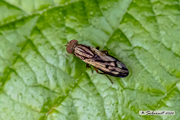 Opomyza germinationis