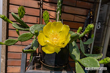 Opuntia humifusa - Fico d'India nano, Opunzia nana