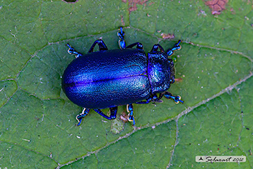 Oreina cacaliae
