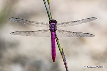 Orthemis ferruginea