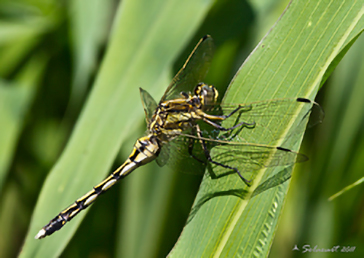 Orthetrum albistylum   (maschio - immaturo)