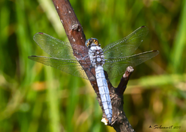 Orthetrum brunneum   (maschio)