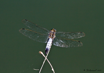 Orthetrum cancellatum (maschio) 