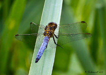maschio maturo di Orthetrum coerulescens  