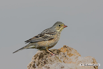 ortolan Bunting, Emberiza hortulana