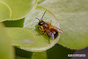 Osmia cornuta