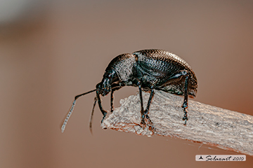 Otiorhynchus sp