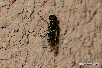 Oxycera rara