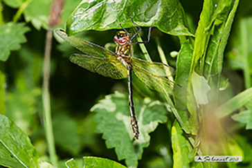 Oxygastra curtisii