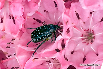 Oxythyrea funesta