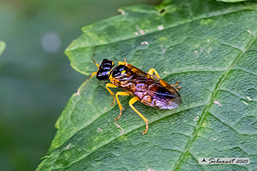 Pamphilius aurantiacus