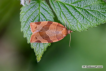 Pandemis cerasana