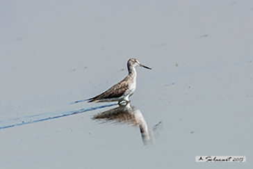 Pantana comune (Tringa nebularia)