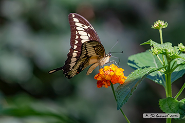 Papilio rumiko
