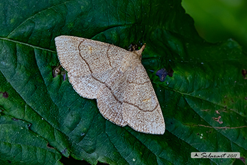 Paracolax tristalis