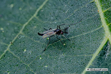 Chironomidae: Paratendipes albimanus